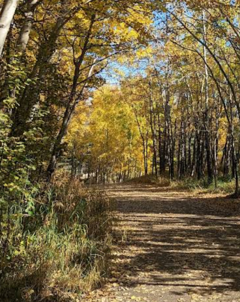 Close-up of Picnic Spot in Shannon Terrace